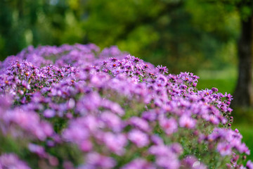 Obraz premium purple violet autumn flowers with green blur background