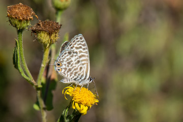 butterfly on flower