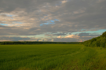 Obraz premium Green field landscape with blue sky and clouds in the evening 