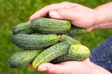Handful of fresh cucumbers