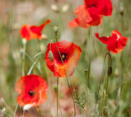 Obraz premium Wild red poppies close-up