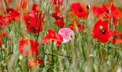 Fototapeta na wymiar Wild red poppies