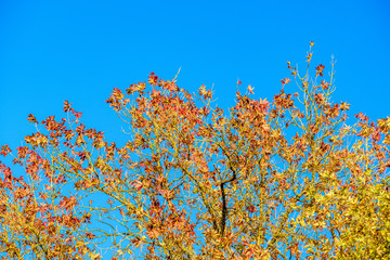 autumn colored tree leaves on blue sky