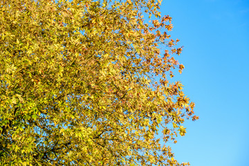 autumn colored tree leaves on blue sky