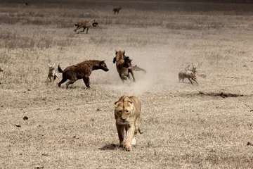 Schilderijen op glas Mooie foto van een leeuw die loopt met hyena& 39 s die op de achtergrond vechten © Joel Herzog/Wirestock