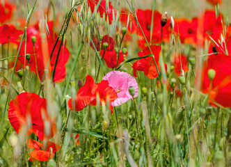 Obraz premium Wild red poppies