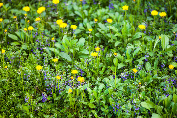 Yellow dandelion and blue alehoof flowers