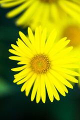 Yellow spring flowers