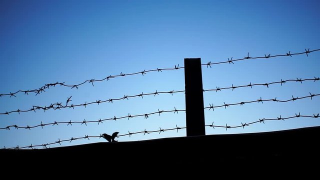 silhouette of barbed wire fence prison. Barbed wire. Barbed wire on fence with blue sky to feel worrying.