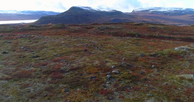 Reindeers in polar nature, Aerial, tracking, drone shot, panning around raindeers, rangifer tarandus, in arctic wild, on a partly sunny autumn day, first snow on the ground, in Kilpisjarvi, Finland