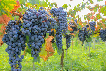 マスカット　ベリーA