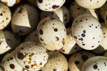 Obraz premium Quail eggs are considered a delicacy in many parts of the world.