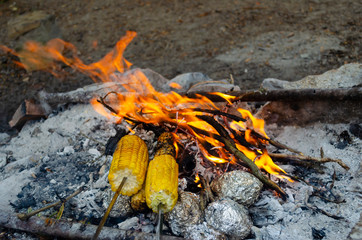Two ears of corn roasting on the fire. The foil wrapped potatoes, which is prepared in the hot coals of the fire.