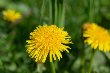 Beautiful yellow dandelion flower on a background of green grass