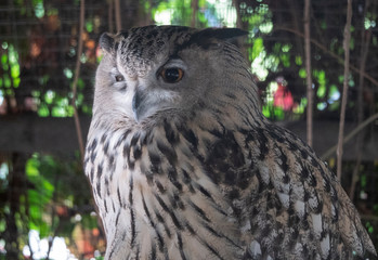 Eagle owl sitting and looking on the background of tree leaves