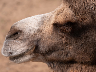 Portrait of a graceful two-humped camel resting in the shade