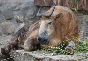 Taro Buffalo eat fresh green tree branches