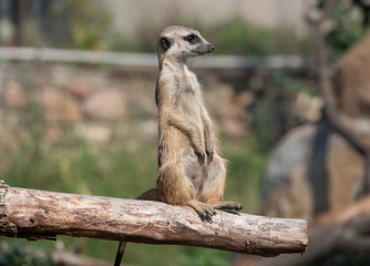 Naklejka na ściany i meble Meerkat or suricate is a small carnivoran belonging to the mongoose family