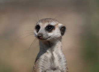 Meerkat or suricate is a small carnivoran belonging to the mongoose family