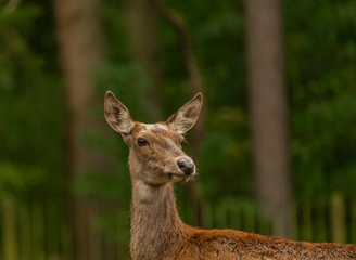 Obraz premium Deer and doe on green meadow in wet autumn day