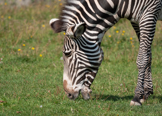 Fototapeta na wymiar African beautiful zebra eating fresh green grass