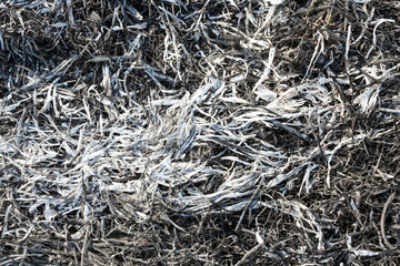 Burnt grass