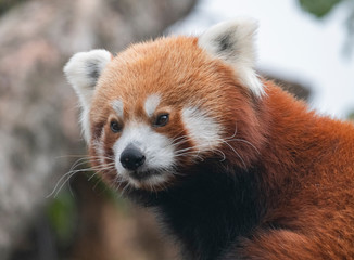 Fototapeta premium Red Panda, Firefox or Lesser Panda Ailurus fulgens on the tree