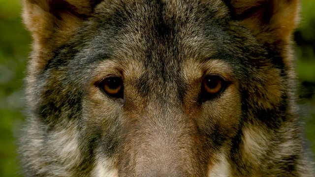 Wolf Face Close Up