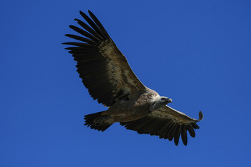 Griffon Vulture in flight