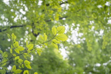Tree branches with green leaves, view from below, blurry bokeh background, close up