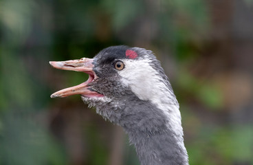 The red-crowned crane Close up portrait Grus japonensis also called the Japanese crane