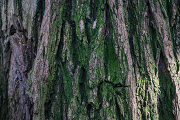 bark of a very old tree, texture, close up