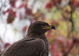 Bald Headed Eagle, close up shot with blurred background