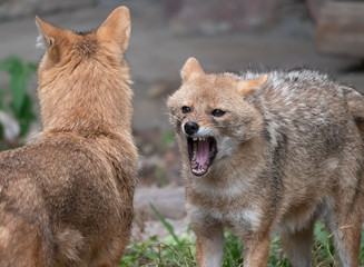 Obraz premium Golden jackal in nature tracks down prey, portrait