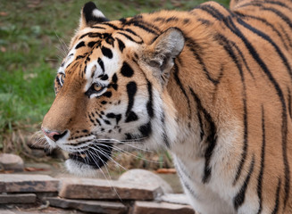 Close up of a predatory amur tiger's face