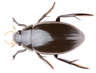 Hydrophilus aterrimus is a species of water scavenger beetles belonging to the family...