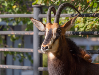 Portrait of a rare sable antelope Hippotragus niger