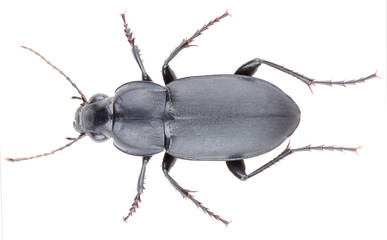 Poecilus punctulatus is a species of ground beetle belonging to the family Carabidae. Dorsal view...