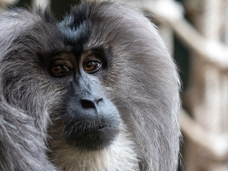 Portrait of a japanese macaque snow monkey