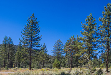 Fototapeta na wymiar Green Pine Trees in California Mountains.