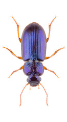 Ophonus minimus is a ground beetle in the family Carabidae. Isolated blue beetle on white background.