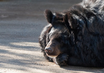 Himalayan bear or Ussuri black bear Ursus thibetanus