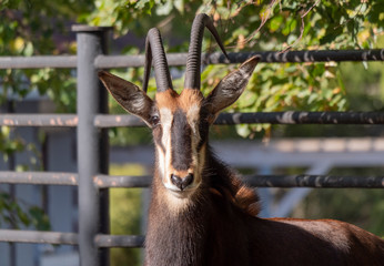 Portrait of a rare sable antelope Hippotragus niger
