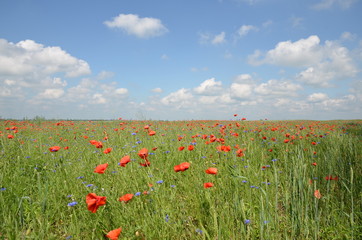 Field with wild poppy flowers - 293223123