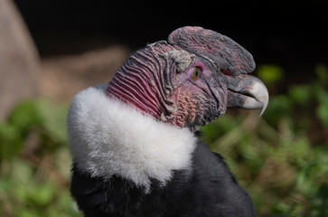 Fototapeta premium Bald Headed Eagle, close up shot with blurred background
