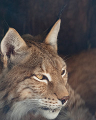 Lynx looks with predatory eyes from the shelter