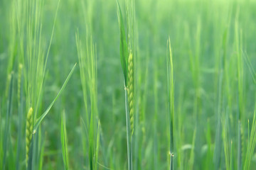 Fototapeta na wymiar Spikelets of young green rye in a summer field. Blurred background