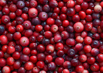 Full frame image of red ripe cranberries. Natural wild berry texture or background, close-up view