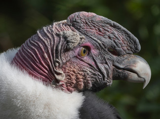 Fototapeta premium Bald Headed Eagle, close up shot with blurred background