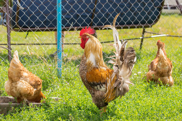 A beautiful rooster stands in profile in bright summer day.